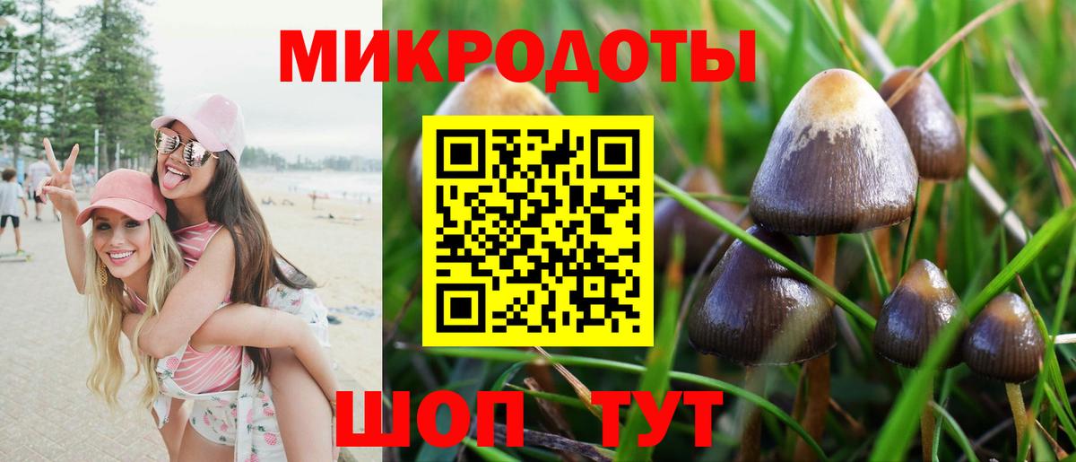 Псилоцибиновые грибы Psilocybe Майский